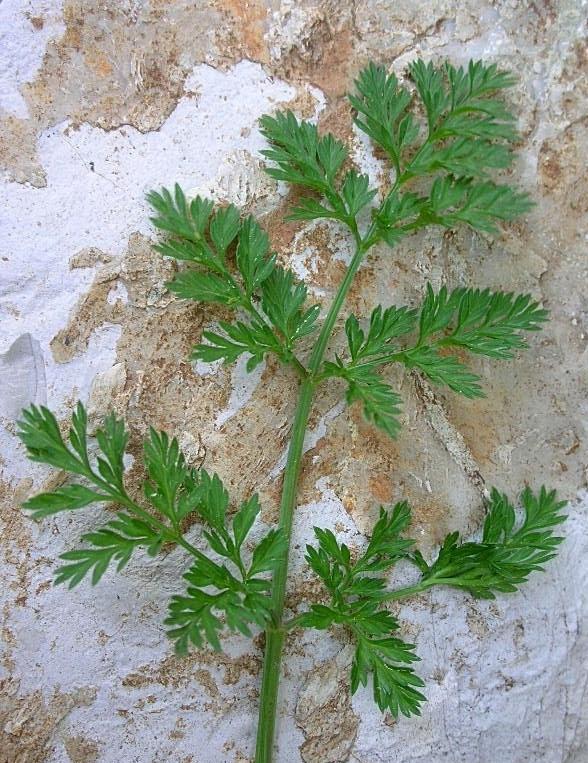 Orlaya grandiflora / Lappola bianca